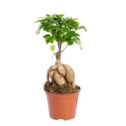 Ficus Microcarpa Ginseng pot Ø12xH20 cm