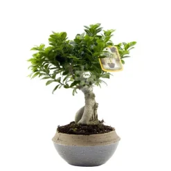 Ficus Microcarpa Ginseng + cache-pot céramique 22 cm