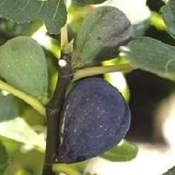 Figuier noir de Caromb coloris violet - 35 L