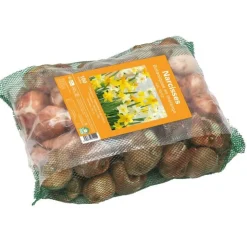 Filet de narcisse botanique botanic® - 100 bulbes