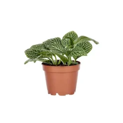 Fittonia en pot Ø 5/6 cm
