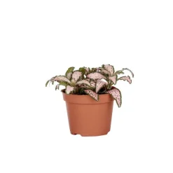 Fittonia en pot Ø 5/6 cm