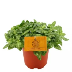 Fittonia Mont Blanc – Pot de Ø15 cm