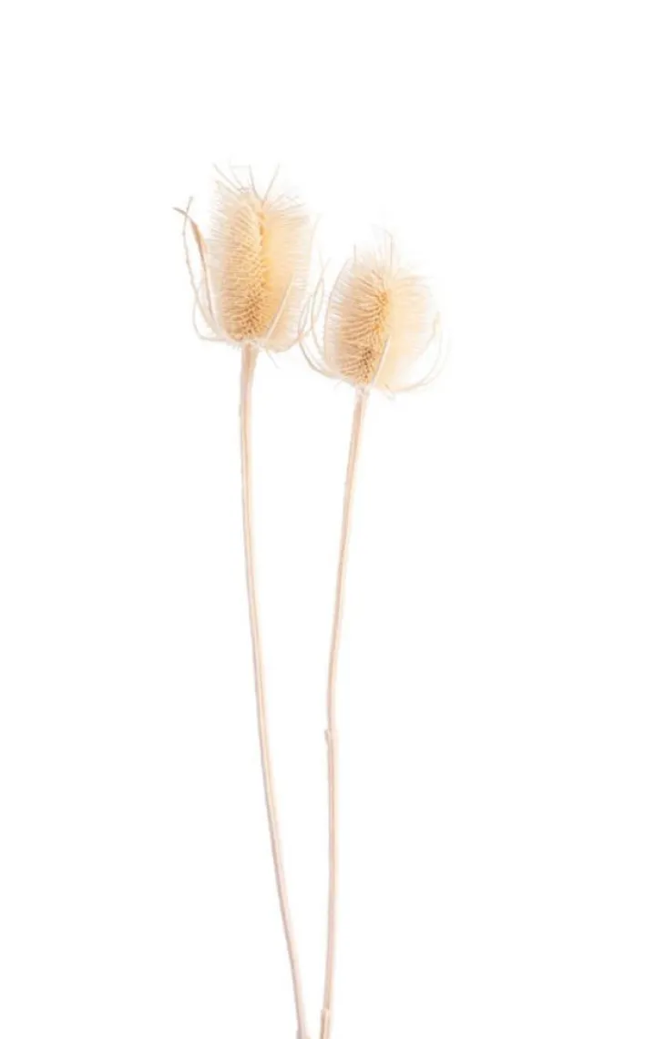 Fleurs séchées coloris blanc chardon