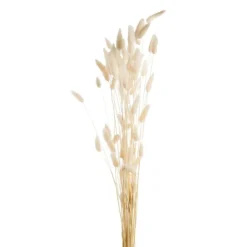 Fleurs séchées coloris blanc lagure