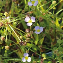 Flûteau fausse renoncule godet 9x9 cm