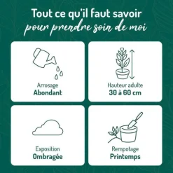 Fougère nephrolepis green lady. Le pot de 18 cm