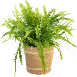 Fougère Nephrolepis. Le pot avec cache-pot en vannerie Ø 17 cm