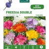 Freesia Double en mélange botanic® - 15 bulbes