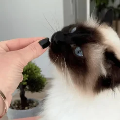 Friandises pour chat tendres bouchées système urinaire Marly & Dan - 40 g