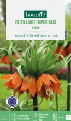 Fritillaire Rubra botanic® - 1 bulbe