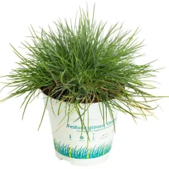 Fétuque bleue - Le pot de 10,5 cm