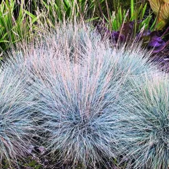 Fétuque bleue Elijah Blue botanic®. Le pot de 2 litres