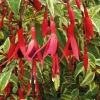 Fuchsia Magellanica Variegata - Le pot de 9 x 9 cm