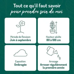 Fuchsia vivace - Le pot de 9 x 9 cm