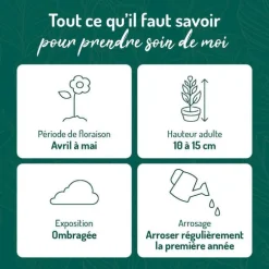 Galium Odoratum - Le pot de 9 x 9 cm