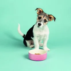 Gamelle pour chiot, chaton, lapin et cochon d'Inde coloris rose en grès Scruffs ma première gamelle – 13 x 13 x 5 cm