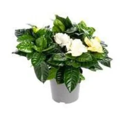 Gardénia pot Ø13xH20/40 cm