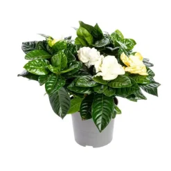 Gardénia pot Ø13xH20/40 cm