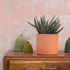 Gasteria panachage par 18 pot terre cuite Ø20x30 cm