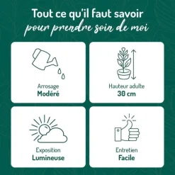 Gasteria panachage par 18 pot terre cuite Ø20x30 cm