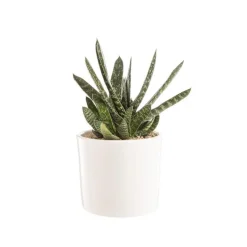 Gasteria panachage par 18 pot émaillé Ø20x30 cm