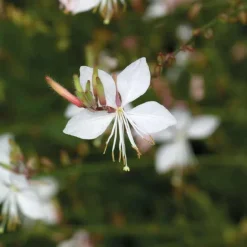 Gaura blanc Rose - Le pot de 9 x 9 cm