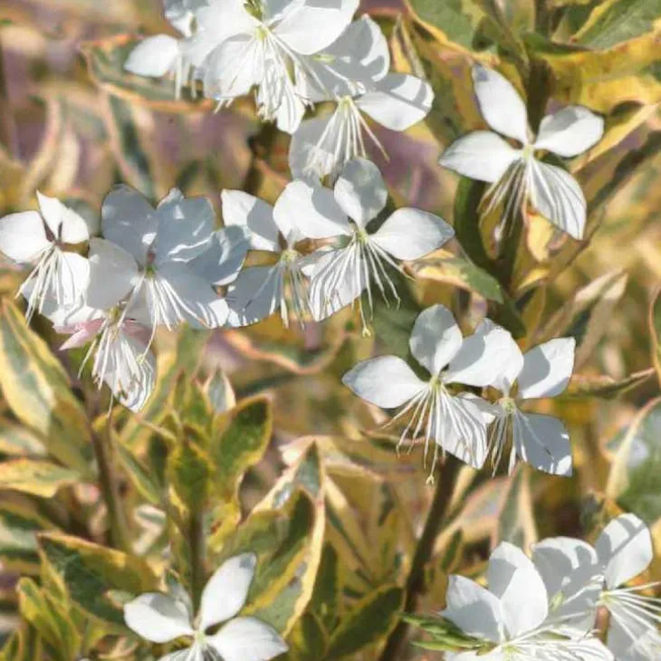 Gaura corries gold - Le pot de 9 x 9 cm