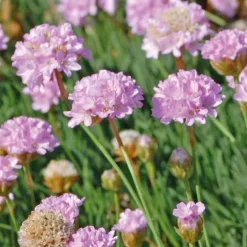 Gazon D'Espagne Rose - Le pot de 9 x 9 cm