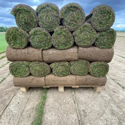 Gazon naturel résistant à la sécheresse en rouleaux Les Gazons de la Hardt - prix au m² pour une surface achetée totale de 151 à 300 m²