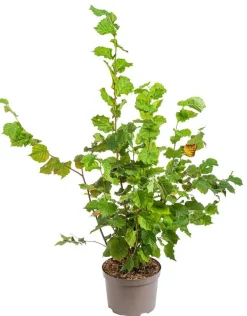 Gel nettoyant dermo-fraîcheur bio en tube Eau Thermale Jonzac – 200 ml