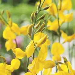 Genêt d’Espagne jaune. Le pot de 3 litres