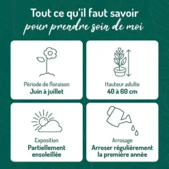 Geranium Himalayense Bleu - Le pot de 9 x 9 cm