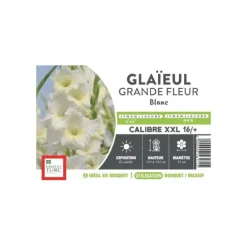 Glaïeul à grandes fleurs blanc Ernest Turc - bulbes vrac