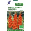 Glaïeul à grandes fleurs Mascagni bio rouge botanic® - 5 bulbes