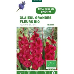 Glaïeul à grandes fleurs Plumtart bio violet botanic® - 5 bulbes