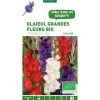 Glaïeul à grandes fleurs tricolore bleu, blanc, rouge bio botanic® - 5 bulbes