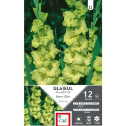 Glaïeul Green Star vert Ernest Turc - 12 bulbes