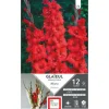 Glaïeul Magma rouge Ernest Turc - 12 bulbes