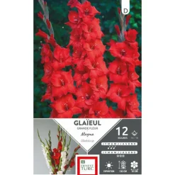 Glaïeul Magma rouge Ernest Turc - 12 bulbes