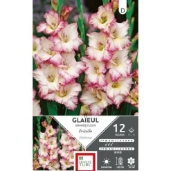 Glaïeul Priscilla blanc bord rose Ernest Turc - 12 bulbes