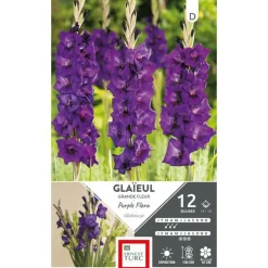 Glaïeul Purple Flora violet Ernest Turc - 12 bulbes