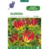 Gloriosa Rothschildiana rouge botanic® - 1 bulbe