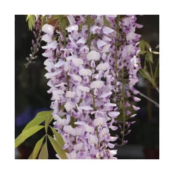 Glycine FLORIBUNDA ROSEA. Le pot de 3 litres