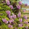 Glycine FRUTESCENS AMETHYST FALLS®. Le pot de 4 litres