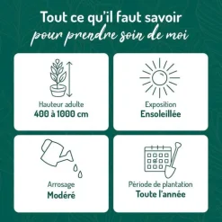 Glycine SINENSIS BLEU. Le pot de 6 litres