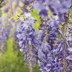 Glycine SINENSIS BLEU. Le pot de 3 litres