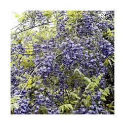 Glycine VIOLACEA PLENA. Le pot de 3 litres