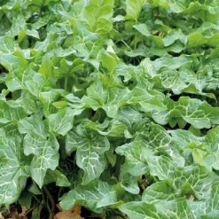 Gouet d’Italie godet 9x9 cm