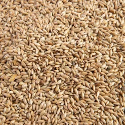 Graines d'Alpiste pour oiseaux - 4 kg